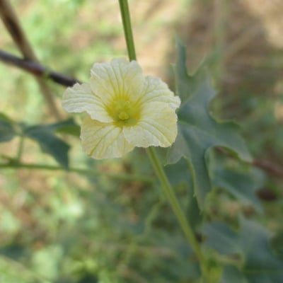 Momordica balsamina — flower