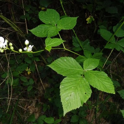 Rubus nessensis — flower