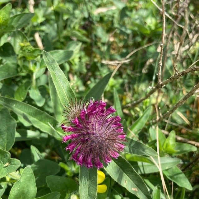 Trifolium alpestre — flower