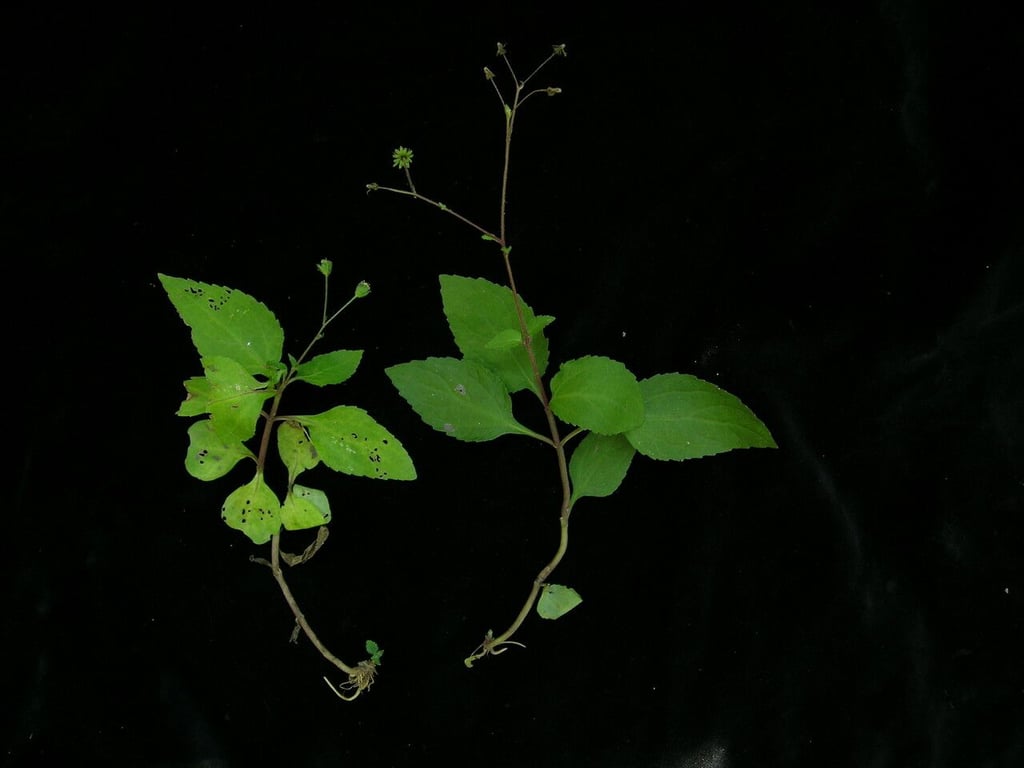 Common medicineplant