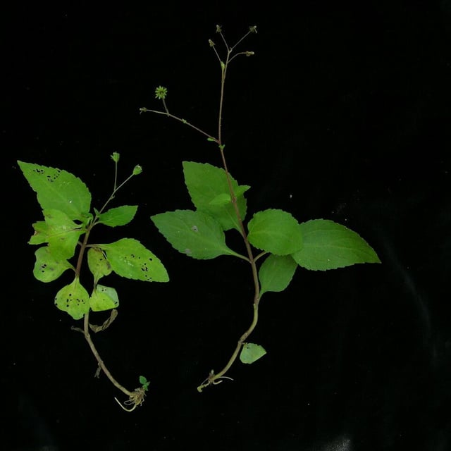 Common medicineplant