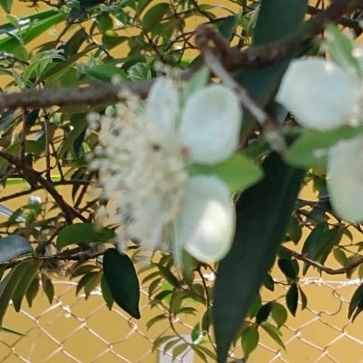 Eugenia involucrata — flower