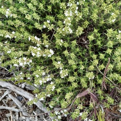 Thymus zygis — flower