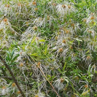 Clematis microphylla — fruit