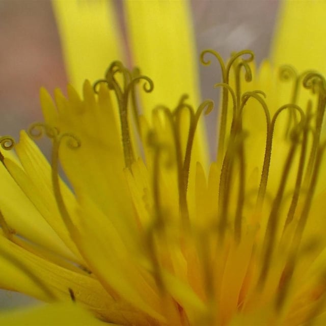 Hieracium sabaudum — flower