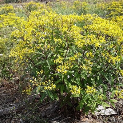 Senecio nemorensis — flower