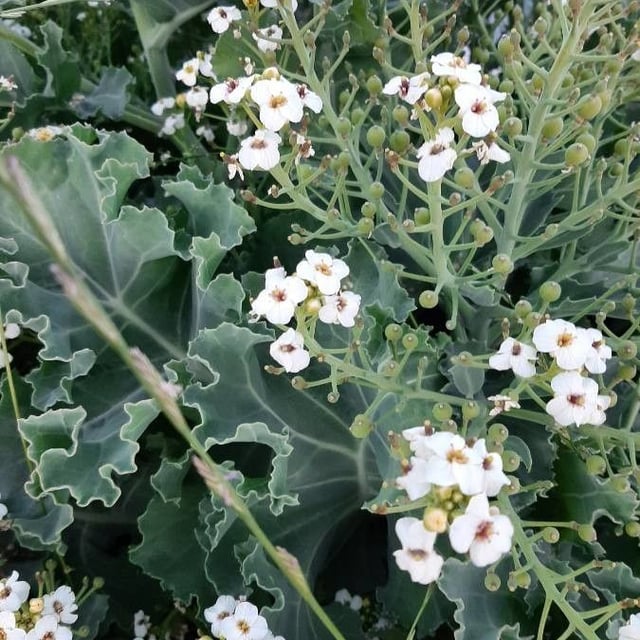 Crambe maritima — flower