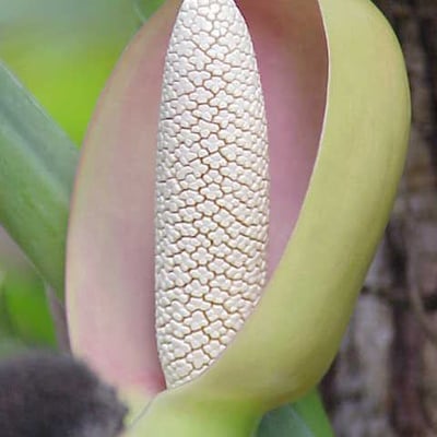Syngonium podophyllum — flower