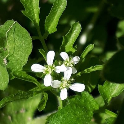 Cardamine flexuosa — flower