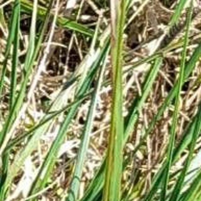 Chascolytrum subaristatum — leaf