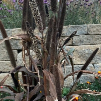 Cenchrus americanus — flower