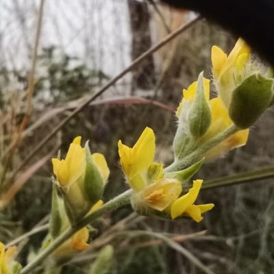 Anthyllis cytisoides — flower