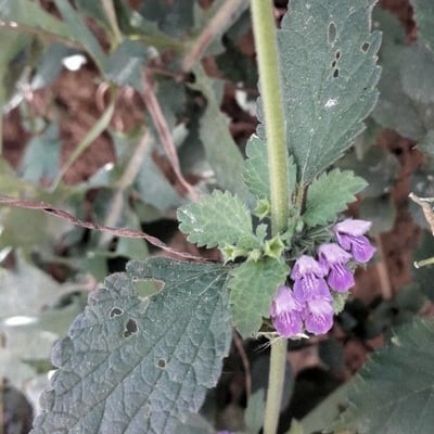 Ballota nigra — flower