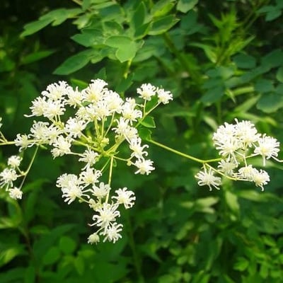 Thalictrum pubescens — flower