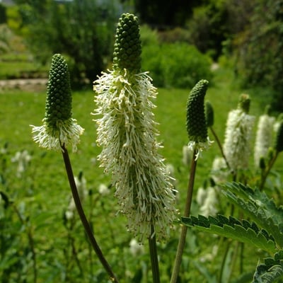Sanguisorba canadensis — flower