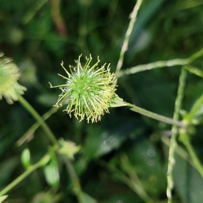 Sanicula canadensis — flower