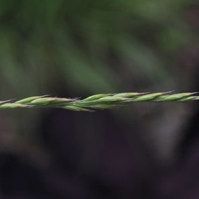 Festuca lemanii — flower