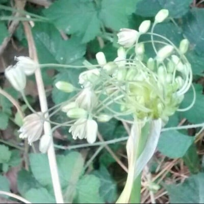 Allium oleraceum — flower