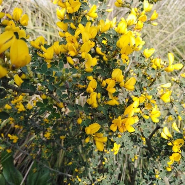 Calicotome spinosa — flower