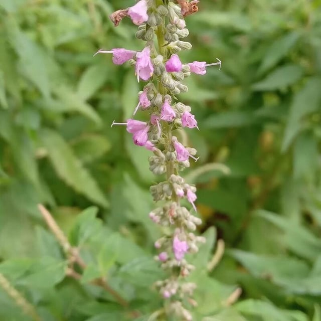 Teucrium canadense — flower
