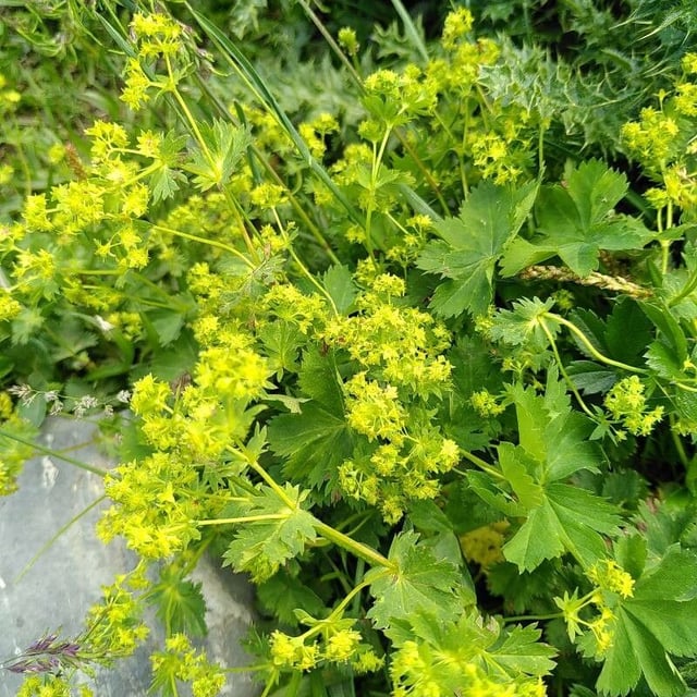 Alchemilla fissa — flower