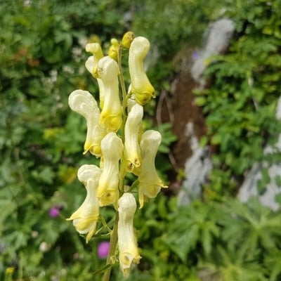 Aconitum lycoctonum — flower