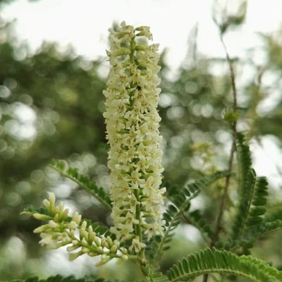 Eysenhardtia polystachya — flower
