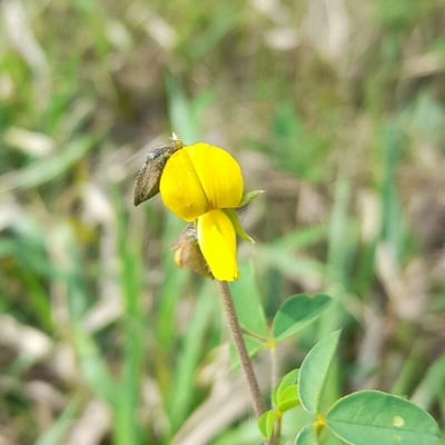 Crotalaria incana — flower