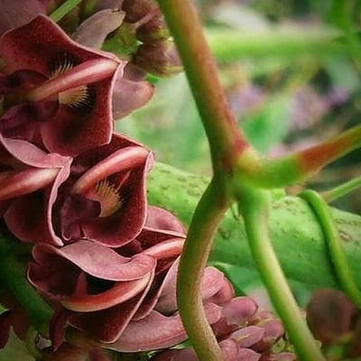 Apios americana — flower