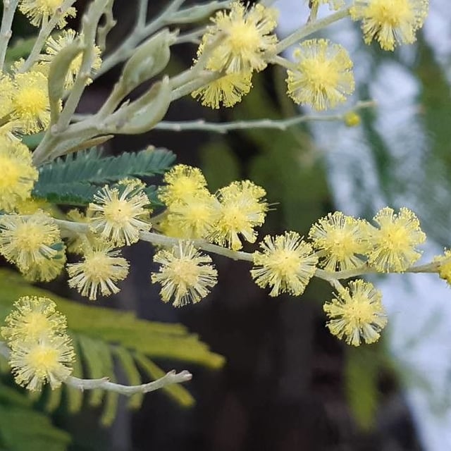 Acacia dealbata — flower