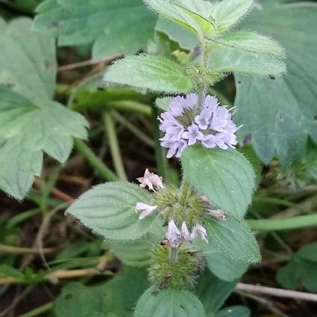 Mentha arvensis — flower
