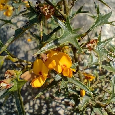 Podolobium ilicifolium — flower