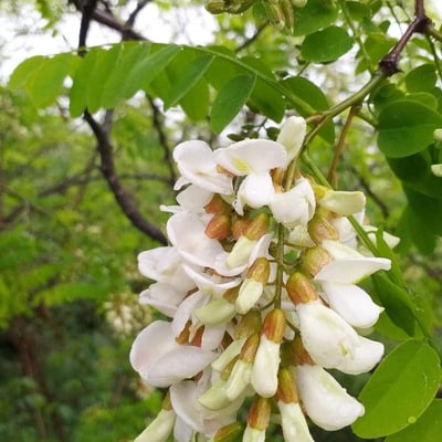 Robinia pseudoacacia — flower