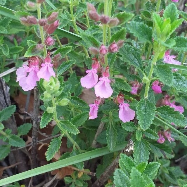 Teucrium chamaedrys — flower