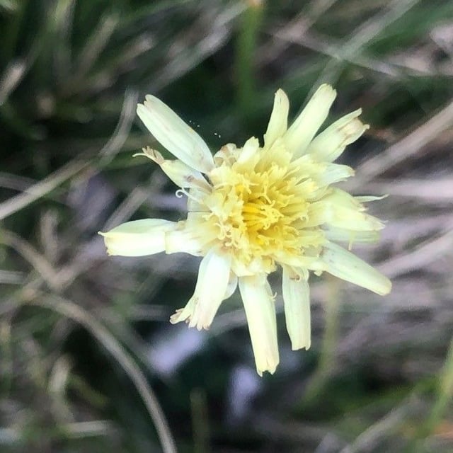 Scorzoneroides carpetana — flower