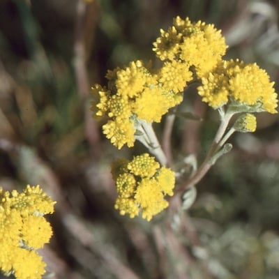 Artemisia glacialis — flower