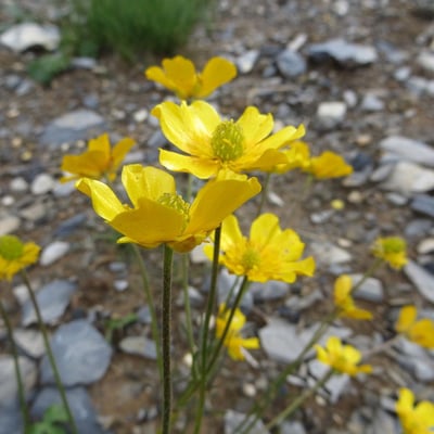 Ranunculus aduncus — flower