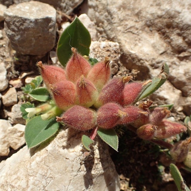 Tripodion tetraphyllum — flower