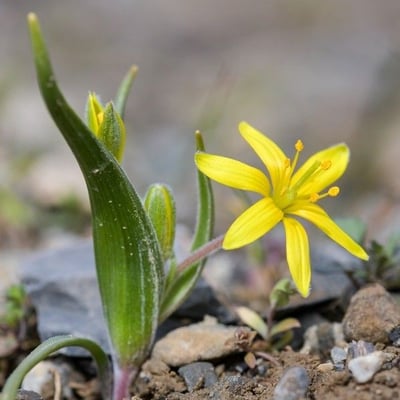 Gagea villosa — flower