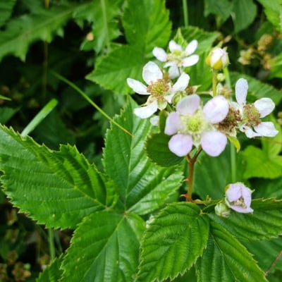 Rubus plicatus — flower
