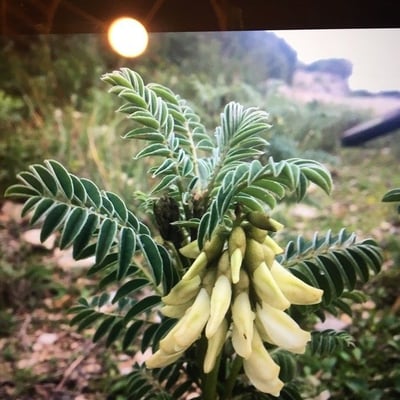Erophaca baetica — flower