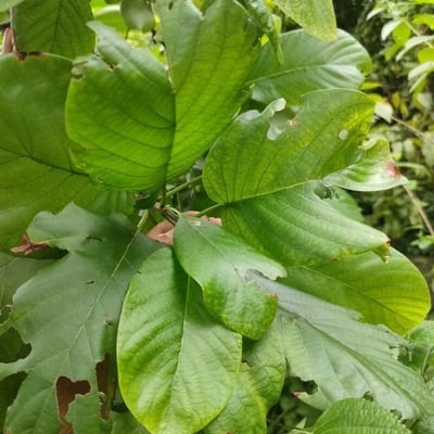Litsea monopetala — leaf
