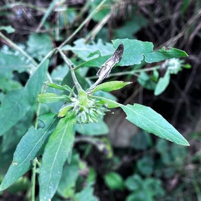 Carpesium cernuum — leaf