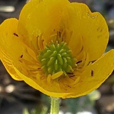 Ranunculus auricomus — flower