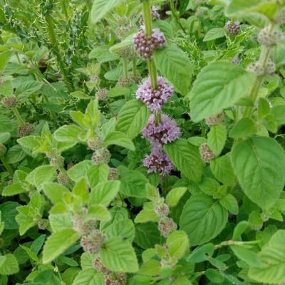 Mentha arvensis — flower