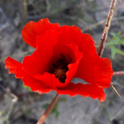 Roemeria argemone — flower