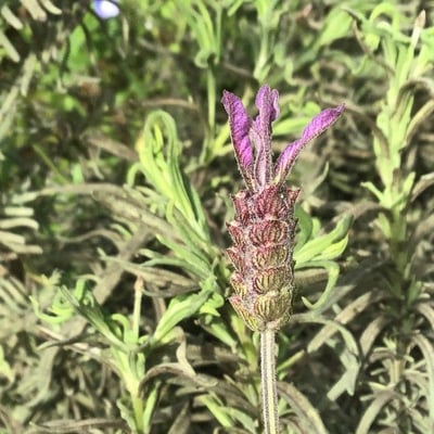 Lavandula pedunculata — flower