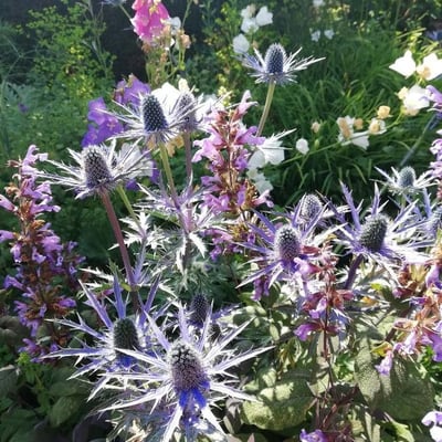 Eryngium alpinum — flower