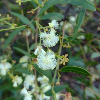 Acacia myrtifolia — flower
