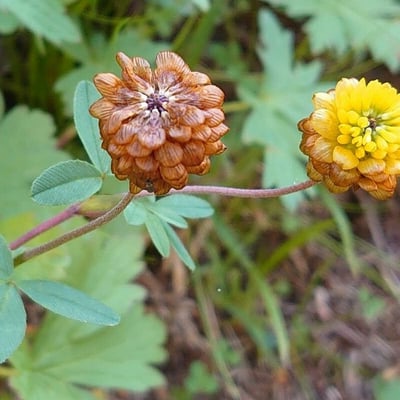Trifolium badium — flower